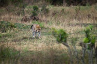 Levhart skvrnity - Panthera pardus - Leopard o8667